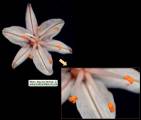 Asphodelus ramosus (Branched Asphodel) - CLICK TO ENLARGE PHOTO