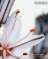 Asphodelus ramosus (Branched Asphodel) - CLICK TO ENLARGE PHOTO